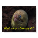What are you looking at? posters by alcarlin What are you looking at? posters