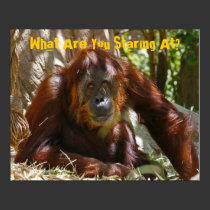 "What Are You Staring At?" posters