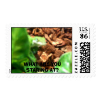 WHAT ARE YOU STARING AT?stamp by catstop10 WHAT ARE YOU STARING AT?stamp