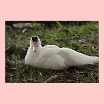 What Are You Up To Muscovy Duck Canvas Print posters
