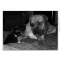 What?? cards by ajtballmom What?? cards