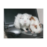 What chat room? postcards