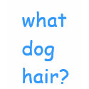 What dog hair? t-shirts by JenTanner What dog hair? t-shirts