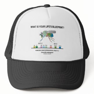 What Is Your Life's Blueprint? (Gene Expression) hat