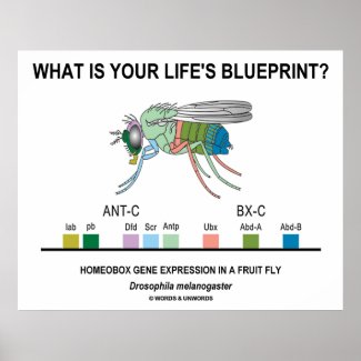What Is Your Life's Blueprint? (Gene Expression)