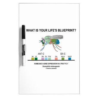 What Is Your Life's Blueprint? (Gene Expression) Dry Erase Board
