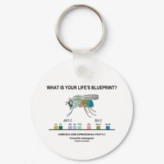 What Is Your Life's Blueprint? (Gene Expression) keychain