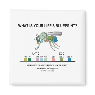 What Is Your Life's Blueprint? (Gene Expression) magnet