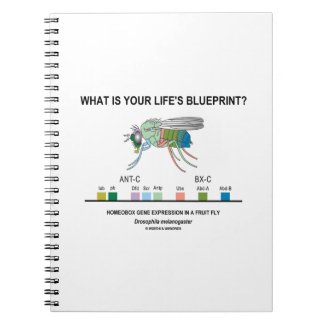What Is Your Life's Blueprint? (Gene Expression) Notebook
