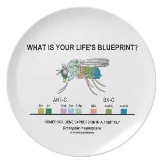 What Is Your Life's Blueprint? (Gene Expression) Party Plates