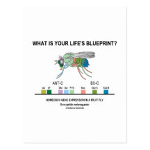 What Is Your Life's Blueprint? (Gene Expression) Post Card