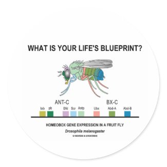 What Is Your Life's Blueprint? (Gene Expression) sticker