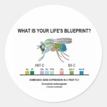 What Is Your Life's Blueprint? (Gene Expression) Sticker