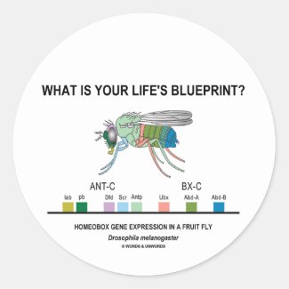 What Is Your Life's Blueprint? (Gene Expression) Round Sticker