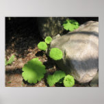 What Lies Beneath the Rocks posters