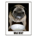 What Milk? Poster posters by thedrunkenpug What Milk? Poster posters