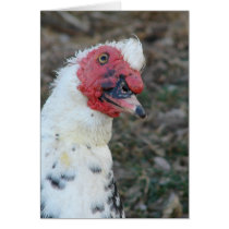 What?  Muscovy Drake cards