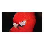 What now little parrot photo cards
