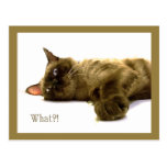 What?! Post Cards
