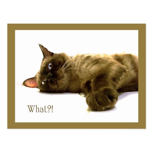 What?! Post Cards