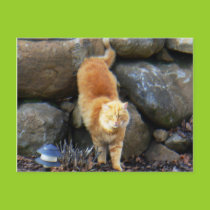 What!  Postcard