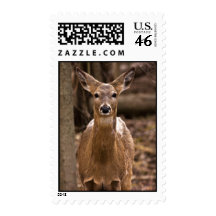 What’s Up Postage Stamp