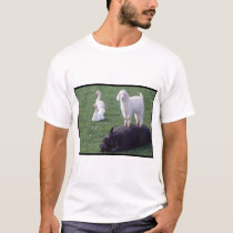 What t-shirts