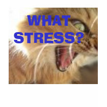 WHAT STRESS? t-shirt