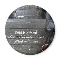 "What will I be?" feral kitten magnet