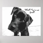 What?! You're not, fixed?! posters