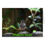 Whatcha Doin? Greeting Cards