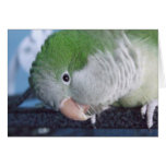 Whatcha Doin'? Quaker Parakeet Greeting Card