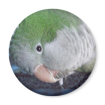 Whatcha Doin'? Quaker Parakeet magnets