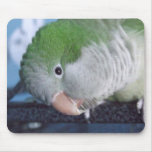 Whatcha Doin'? Quaker Parakeet Mouse Pads