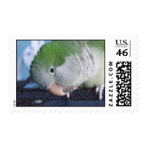 Whatcha Doin'? Quaker Parakeet Postage Stamps by MenagerieMayhem Whatcha Doin'? Quaker Parakeet Postage Stamps