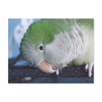Whatcha Doin'? Quaker Parakeet postcards by MenagerieMayhem Whatcha Doin'? Quaker Parakeet postcards