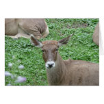 Whatcha up to? greeting cards
