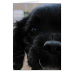Whatchaupto Card