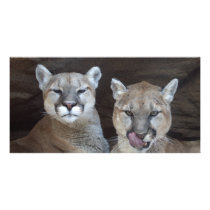 Whats for lunch MTN Lions photo cards by eechols Whats for lunch MTN Lions photo cards