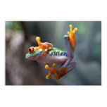 What's going on? Frog What's going on? Frog