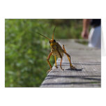 What's Hoppin? Greeting Card