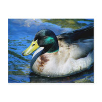 What's Quackin? postcards by Sabretooth What's Quackin? postcards