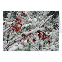 What's red and white and snow all over? cards by jimhillmedia What's red and white and snow all over? cards