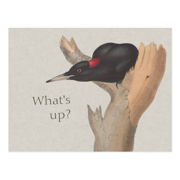 What&#39;s up? CC0535 Curious black woodpecker Postcard