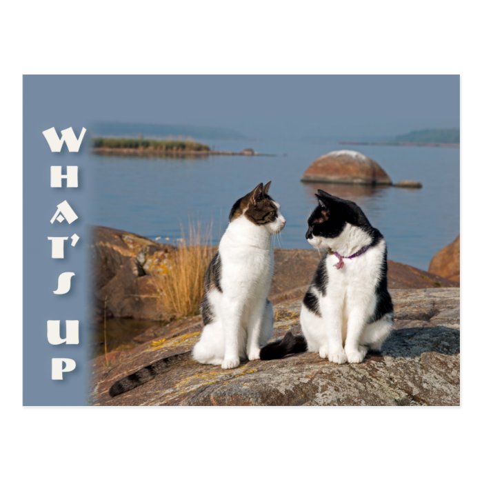 What's up CC0553 Cat conversation Postcard