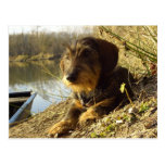 What's up? Cute Dachshund Postcard