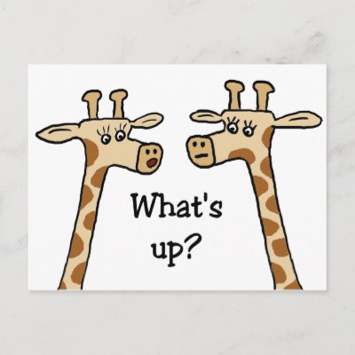 What's up? Giraffe postcards