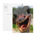 What's Up Ostrich? postcard