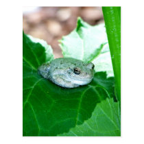 What's Up, Tree Frog Postcards