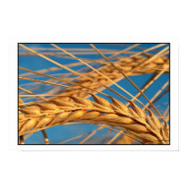 Wheat 2 posters by photomorgana Wheat 2 posters
